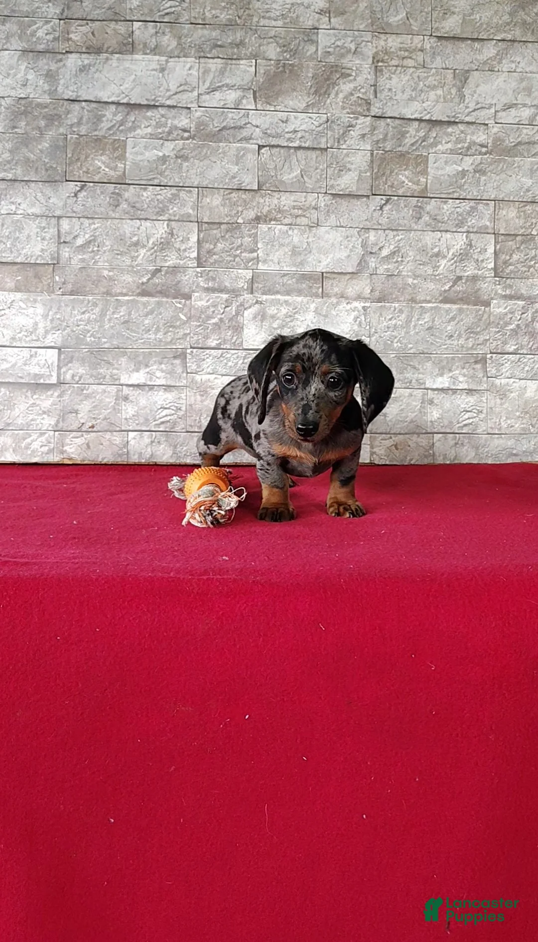 Miniature Dachshund dogs for sale: Delores - Ad 1