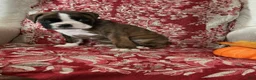 Boxer dogs for sale: Bella - Ad 5