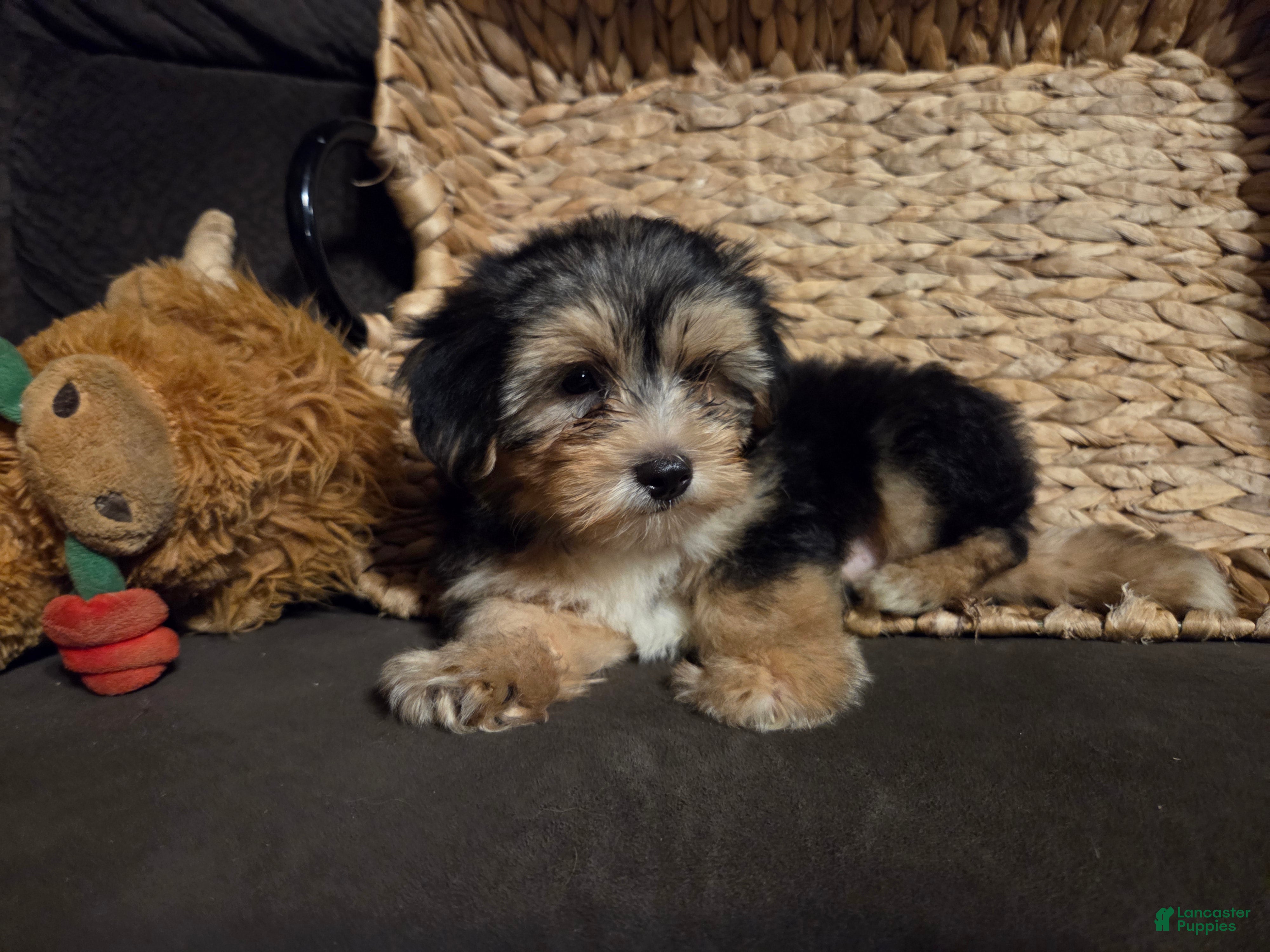 Morkie dogs Charlie - Ad 2