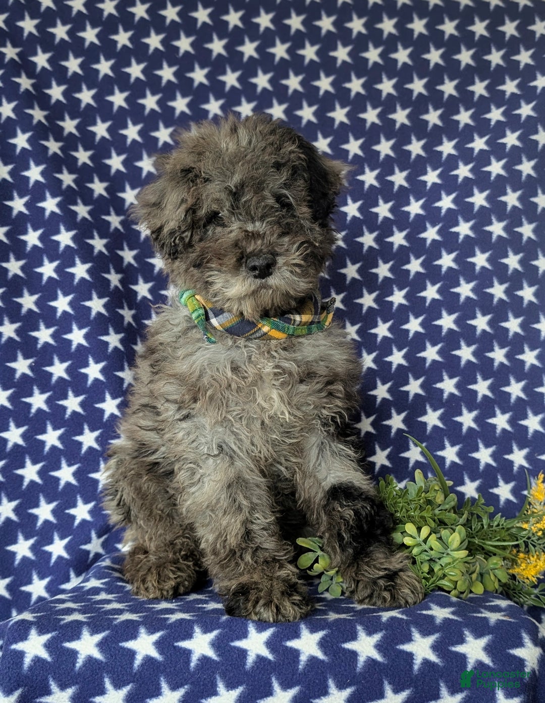 Miniature Poodle dogs for sale: Wesley - Ad 3