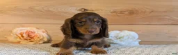 Miniature Dachshund dogs for sale: Hunter - Ad 9