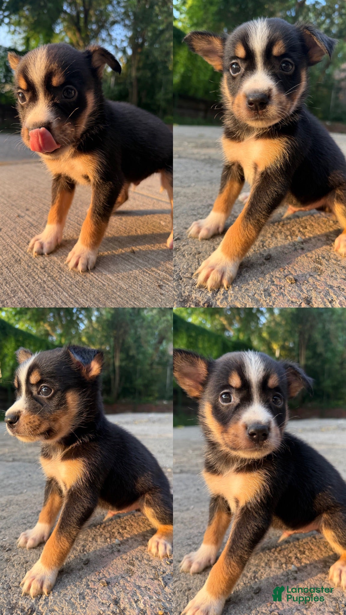 Mixed Breed dogs Remi - Ad 32