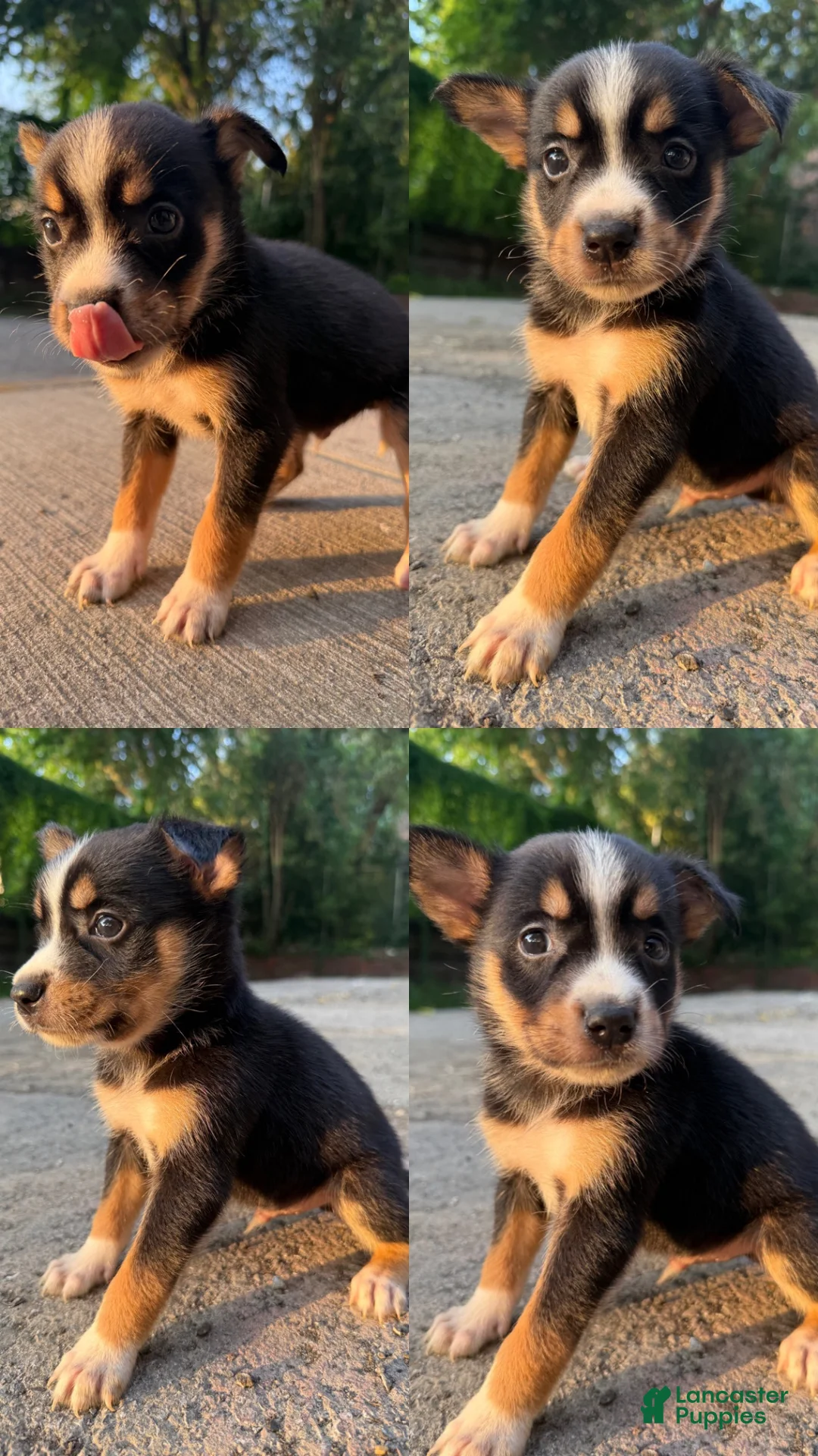 Mixed Breed dogs for sale: Remi - Ad 1