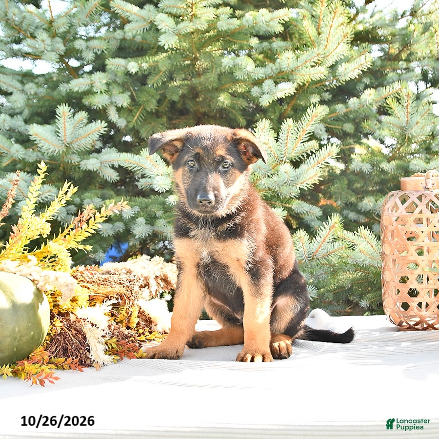 German Shepherd dogs for sale: Duke Von Haus - Ad 1