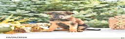German Shepherd dogs for sale: Duke Von Haus - Ad 1