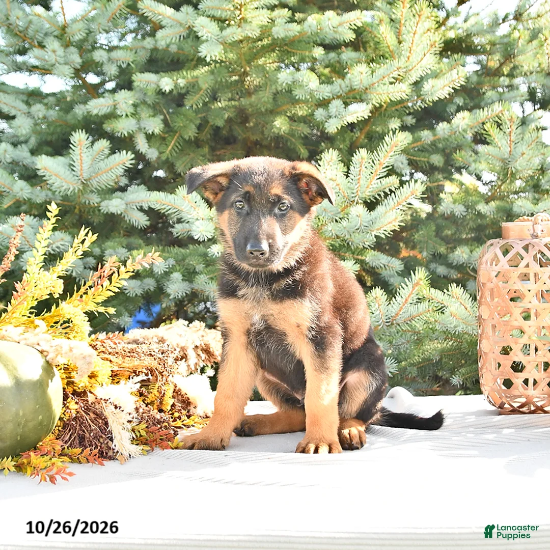 German Shepherd dogs for sale: Duke Von Haus - Ad 1