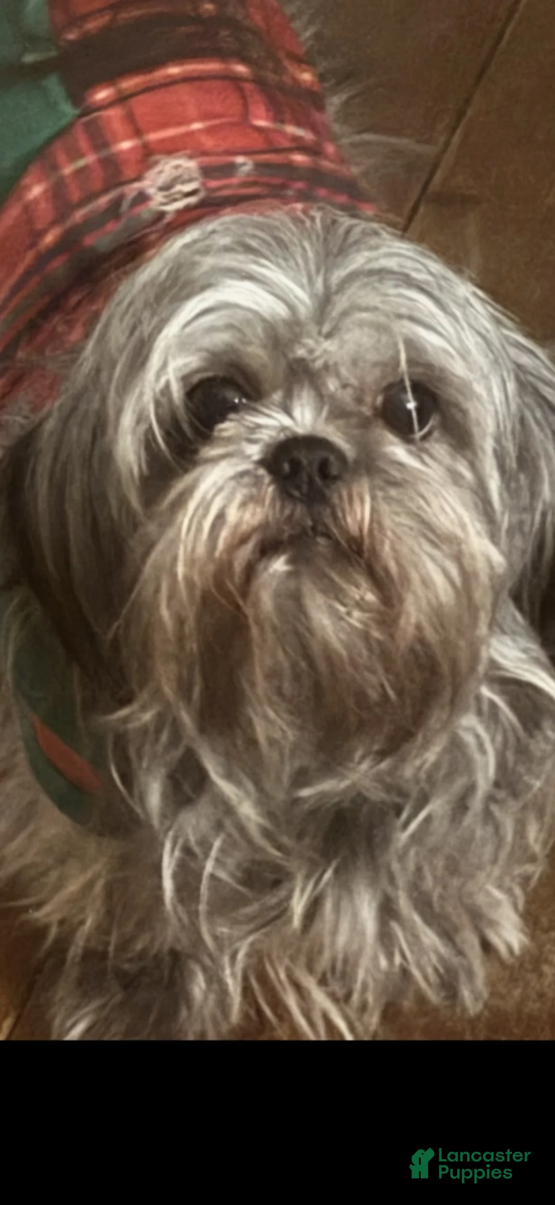 Shih Tzu dogs for sale: Shih Tzu 2 - Ad 2