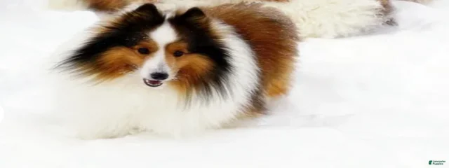 Shiloh