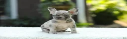 French Bulldog dogs for sale: Joy - Ad 2