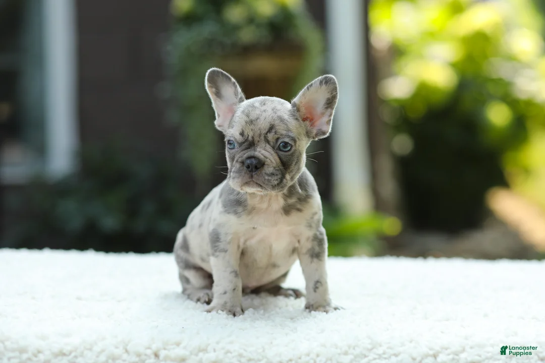French Bulldog dogs for sale: Joy - Ad 2