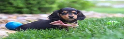 Miniature Dachshund dogs for sale: Barbie - Ad 6