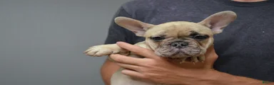 French Bulldog 3