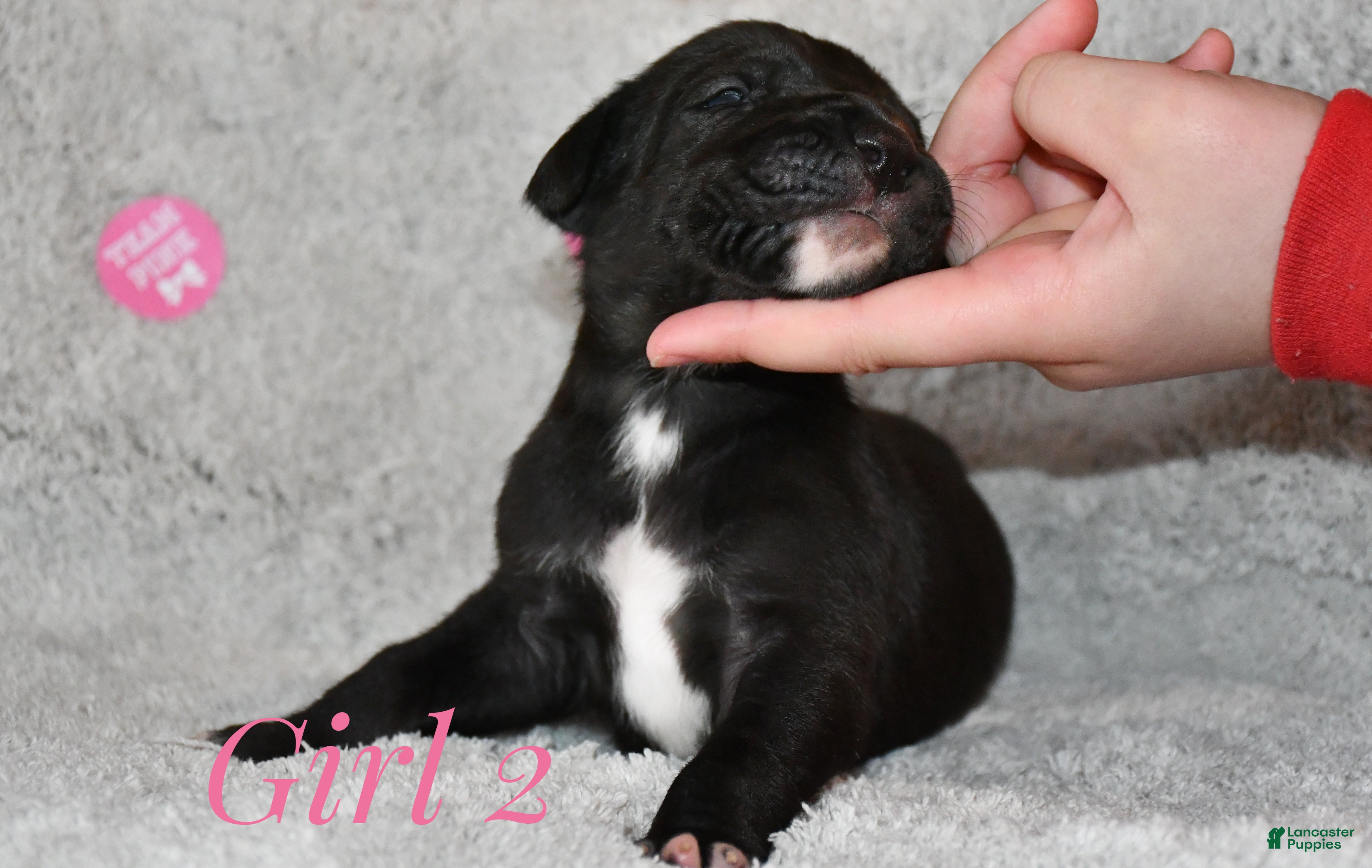 Great Dane dogs Black female  - Ad 39