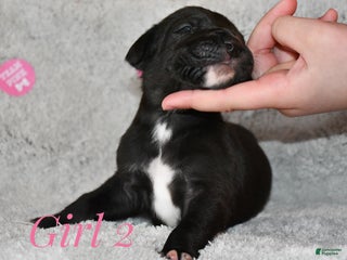 Great Dane dogs Black female - Ad 39