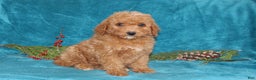 Mini Goldendoodle dogs for sale: Peace - Ad 1