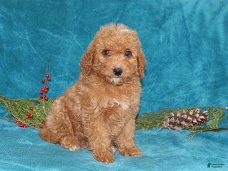 Mini Goldendoodle dogs Peace - Ad 42