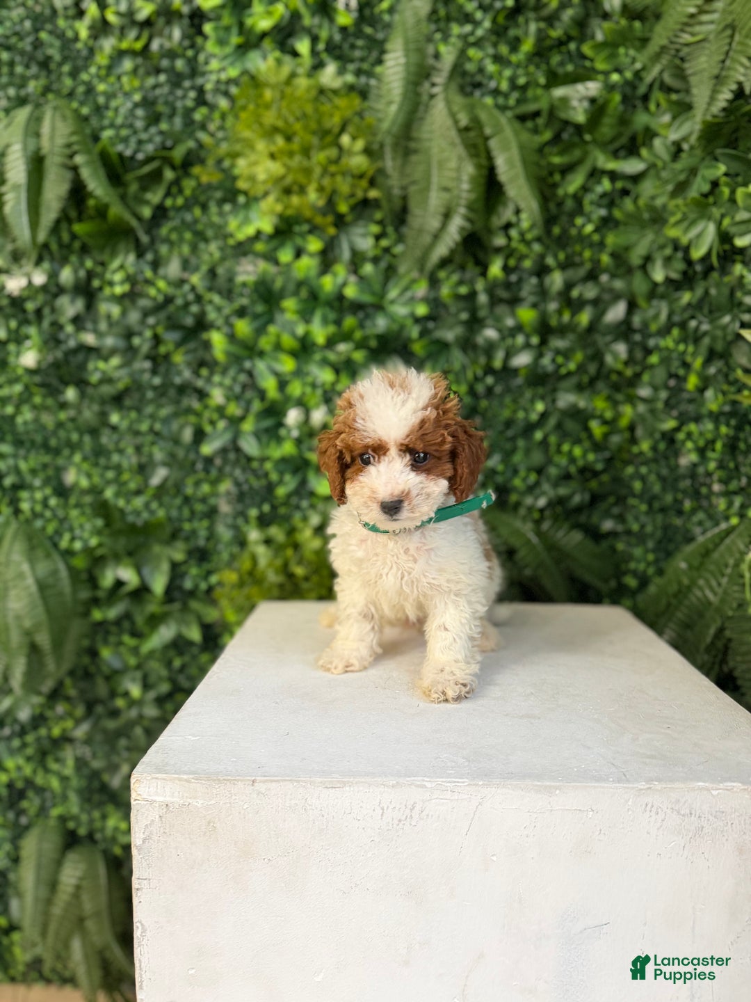 Toy Poodle dogs for sale: Spot - Ad 1