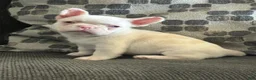 French Bulldog dogs for sale: Pinkey  - Ad 17