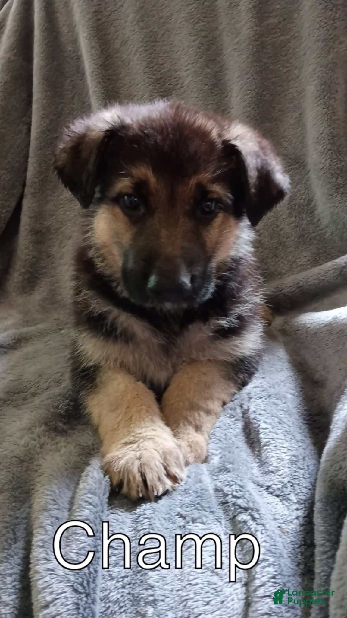 German Shepherd dogs Champ  - Ad 1