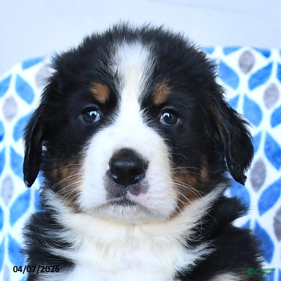Bernese Mountain Dog dogs Jasper - Ad 2