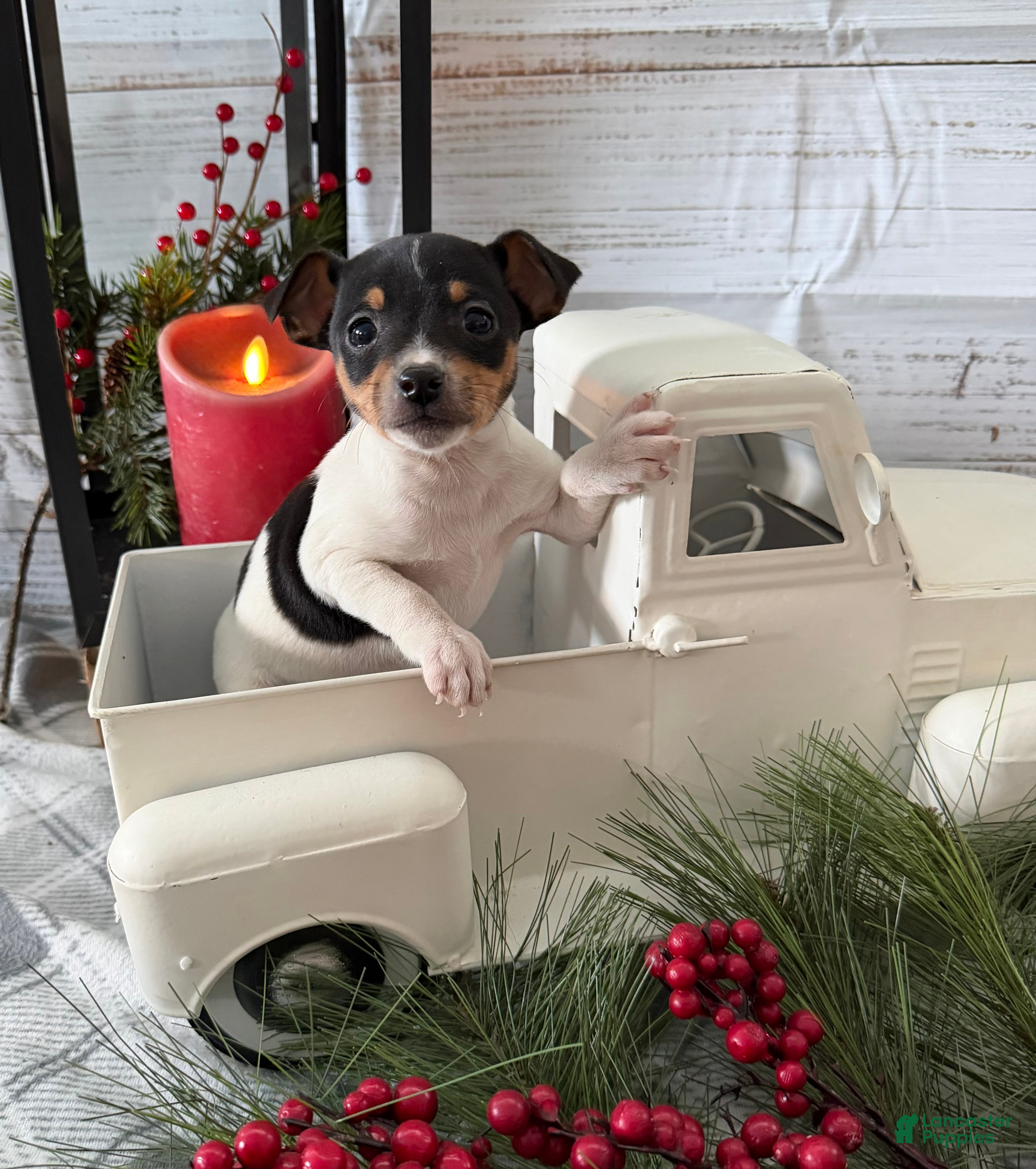 Toy Fox Terrier dogs Tuna - Ad 10