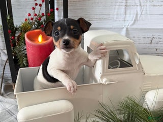 Toy Fox Terrier dogs Tuna - Ad 11