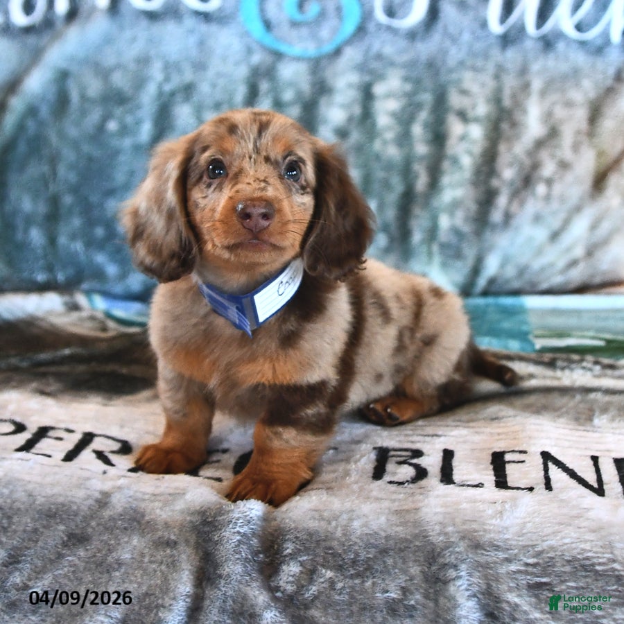 Miniature Dachshund dogs Cooper - Ad 1