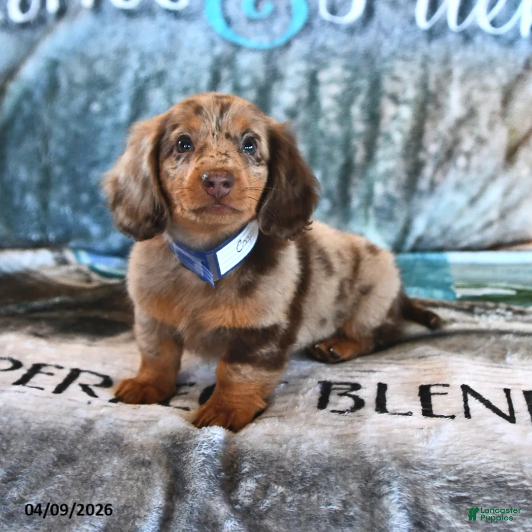 Miniature Dachshund dogs for sale: Cooper - Ad 1