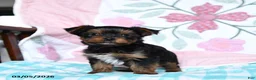 Yorkshire Terrier dogs for sale: Dexter - Ad 4
