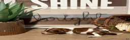 Miniature Dachshund dogs for sale: Atlas - Handsome ACK Long-Haired Tan & White Piebald - Ad 1