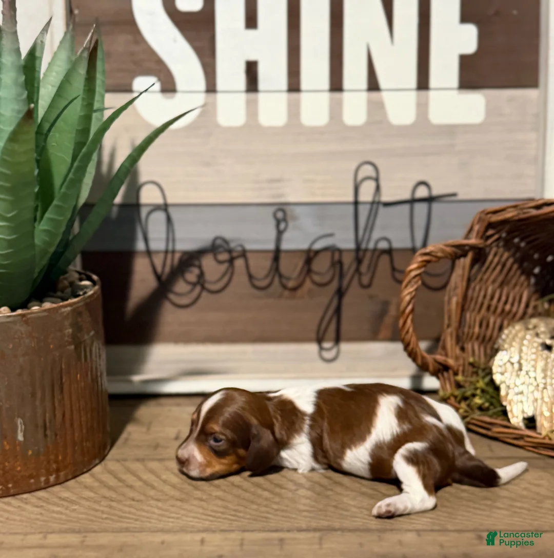 Miniature Dachshund dogs for sale: Atlas - Handsome ACK Long-Haired Tan & White Piebald - Ad 1