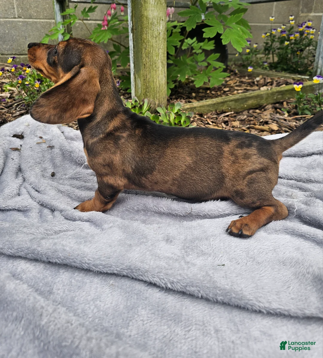 Dachshund dogs for sale: Maggie - Ad 9