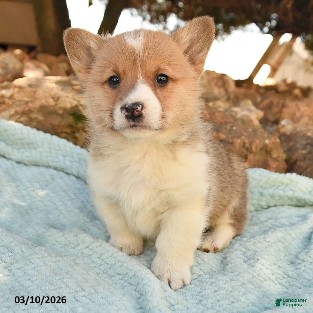 Welsh Corgi Pembroke dogs for sale: Roscoe - Ad 3