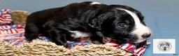 Miniature Australian Shepherd dogs for sale: Eleanor Roosevelt - Ad 9