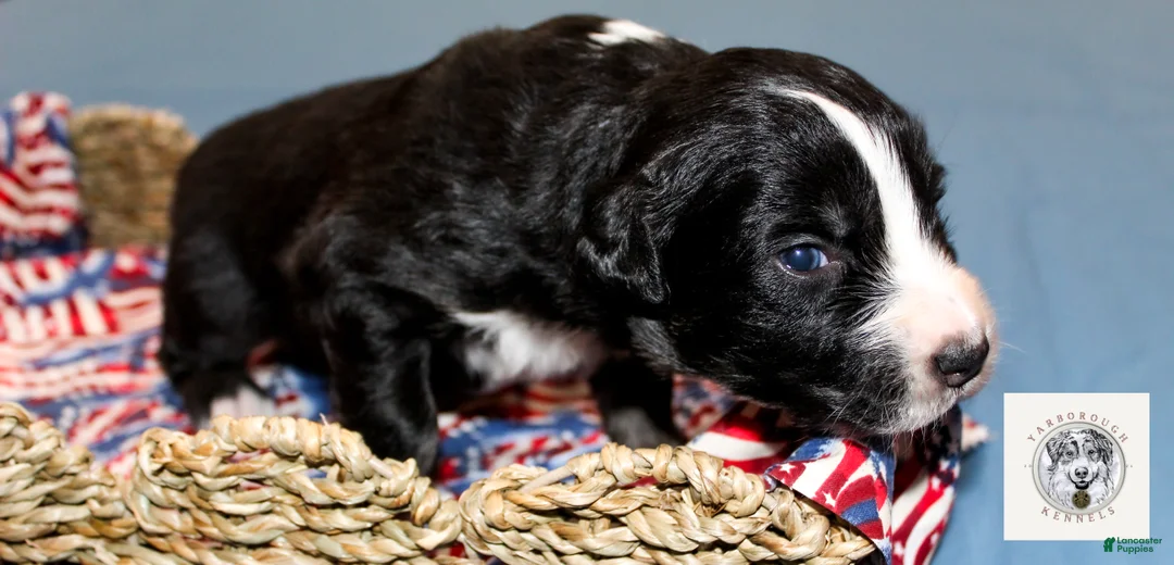 Miniature Australian Shepherd dogs for sale: Eleanor Roosevelt - Ad 9