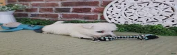 West Highland Terrier dogs for sale: Wallace - Ad 7