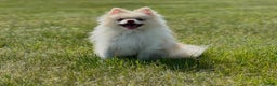 Pomeranian dogs for sale: Biscuit  - Ad 3