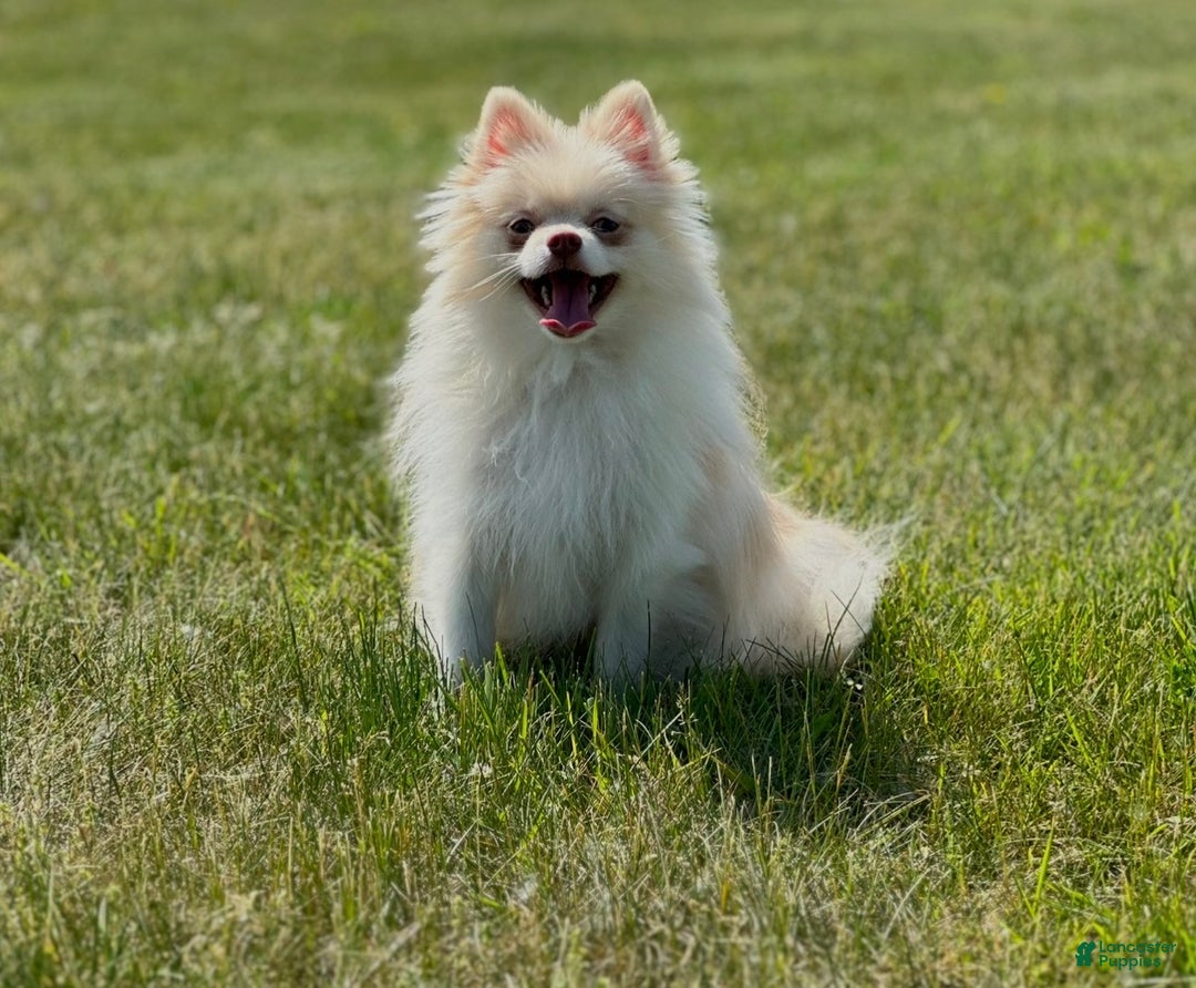 Pomeranian dogs for sale: Biscuit  - Ad 3