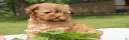 Shihpoo dogs for sale: Sage - Ad 4