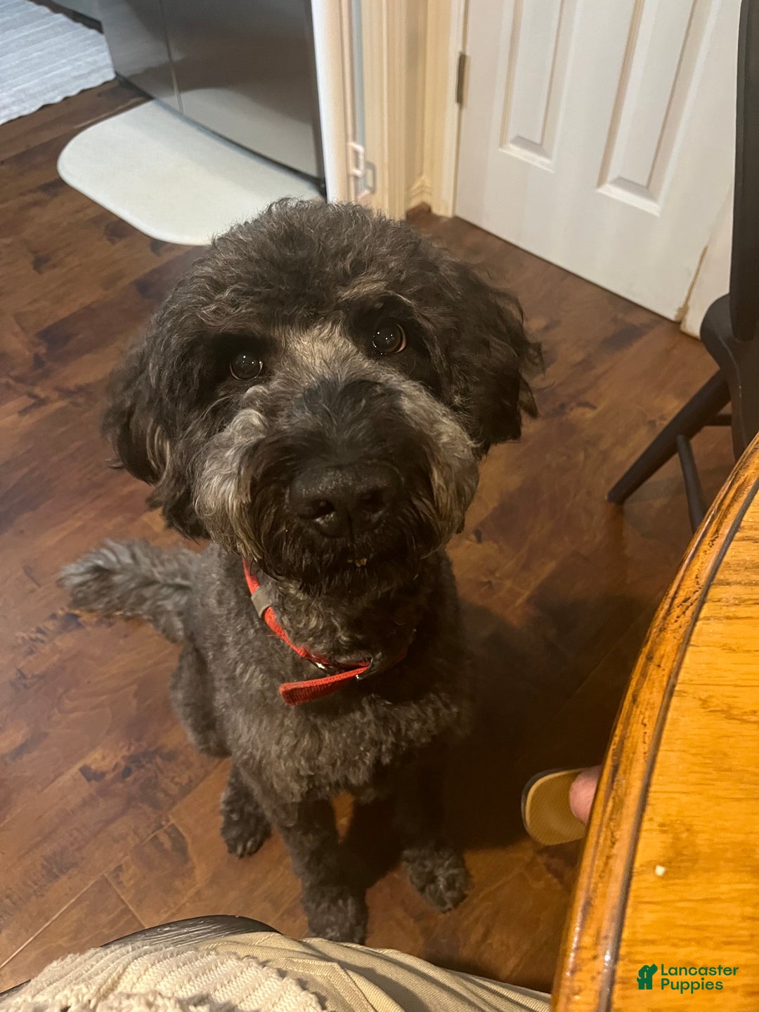 Mixed Breed dogs for sale: Doubledoodle Female Puppy - Ad 8