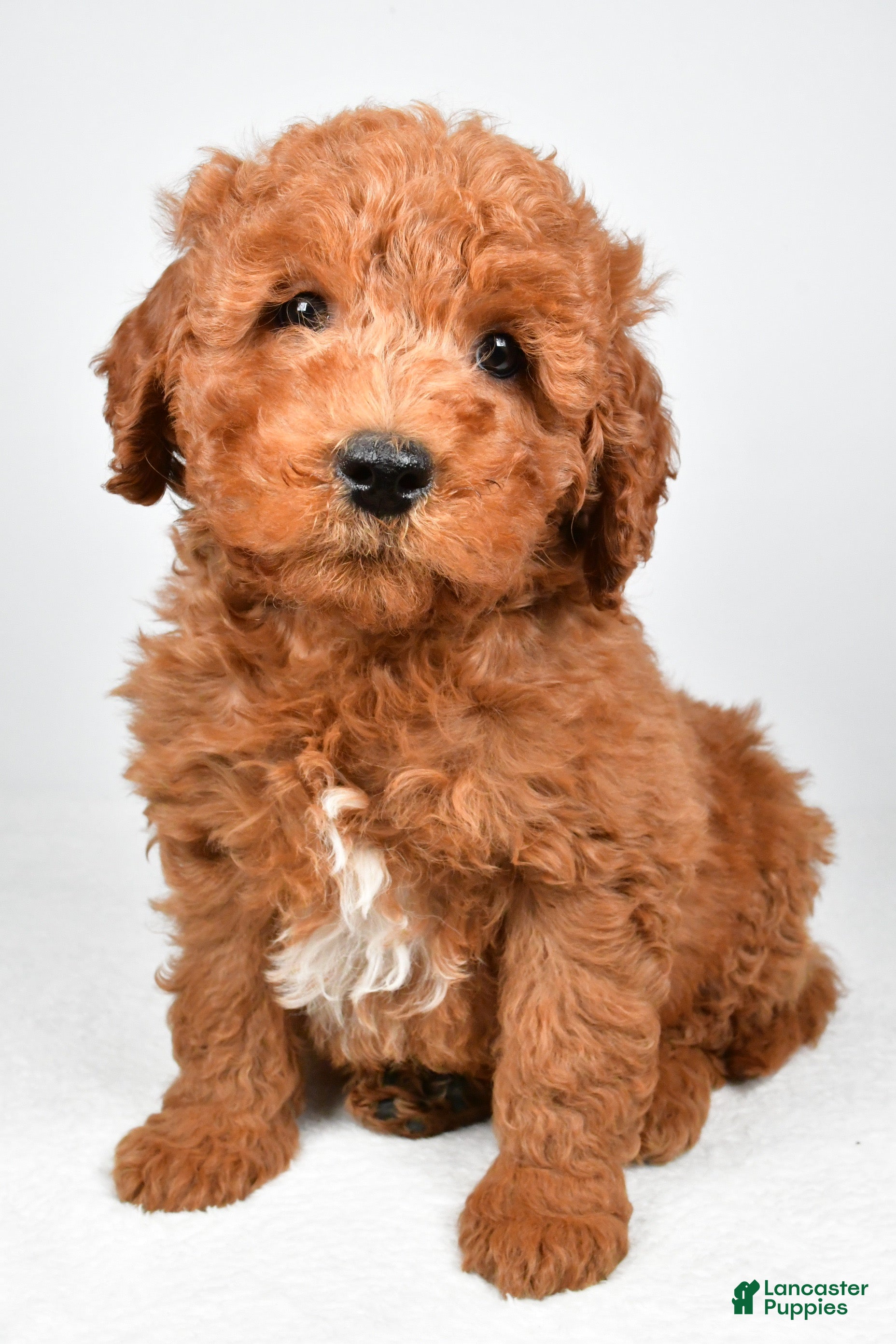 Mini Goldendoodle dogs for sale: Winston  - Ad 2