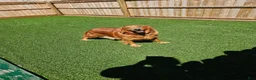 Goldendoodle dogs for sale: Goldie - Ad 32