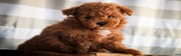 Miniature Poodle dogs for sale: Kasper - Ad 2