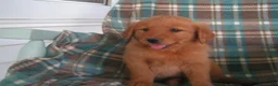 Golden Retriever dogs for sale: Luke - Ad 5