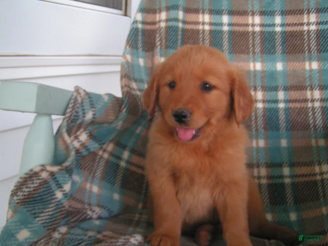 Golden Retriever dogs for sale: Luke - Ad 5