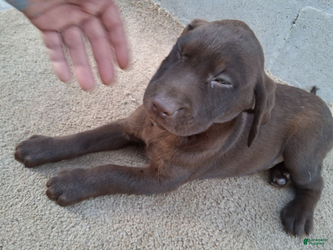 Labrador Retriever dogs Jessica - Ad 1