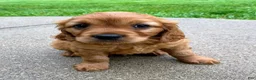 Miniature Golden Retriever dogs for sale: Max - Ad 7