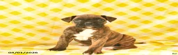 Boxer dogs for sale: Kirsten  - Ad 1