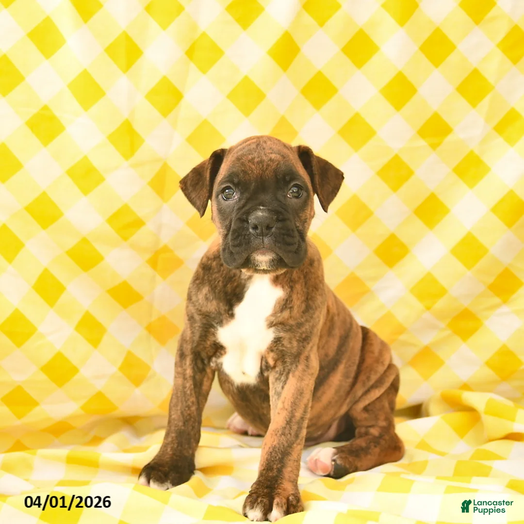 Boxer dogs for sale: Kirsten  - Ad 1