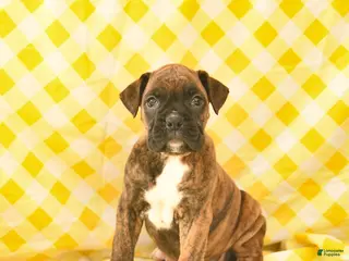 Boxer dogs for sale: Kirsten - Ad 3